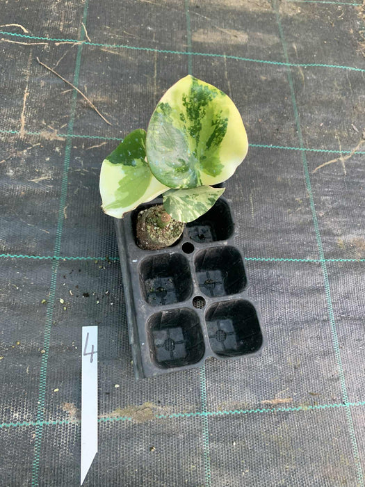 Peperomia Polybotrya Raindrops Variegated Multi-Listing