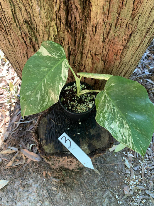 Monstera Albo Borsigiana Multi plant Lisiting