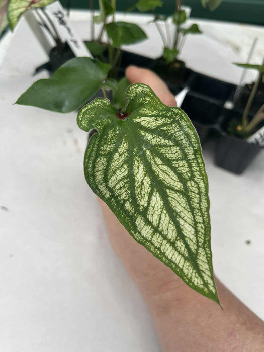 Caladium Spicy Lizard