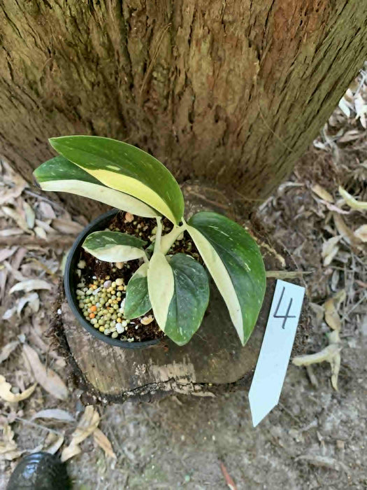 Monstera Standleyana variegated - multi-listing