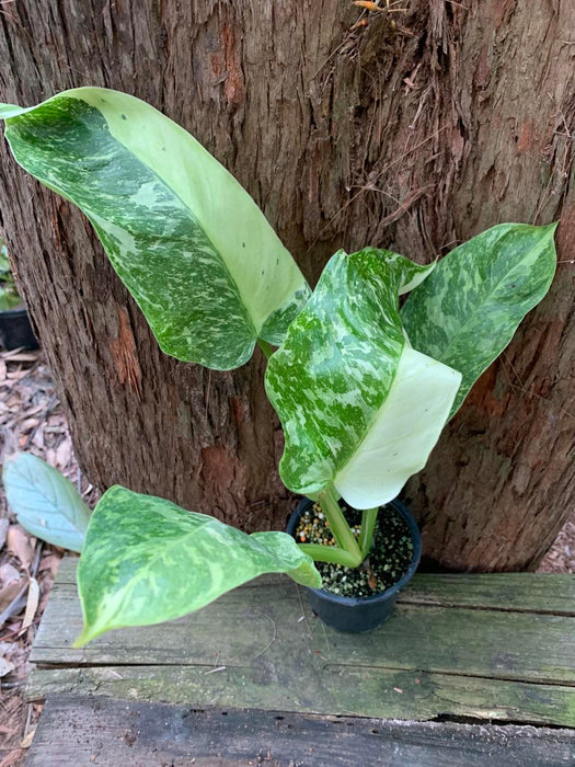 Philodendron Jose Buono 100mm "Off the Rack"