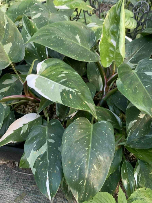 Jungle Box - Choose Plants