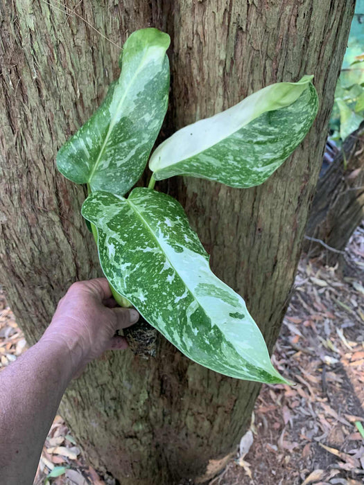 Philodendron Jose Buono Big Leaved Baby Plants "Off the Rack"
