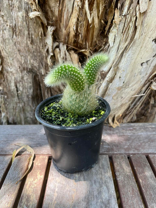 Monkey Tail cactus Starter