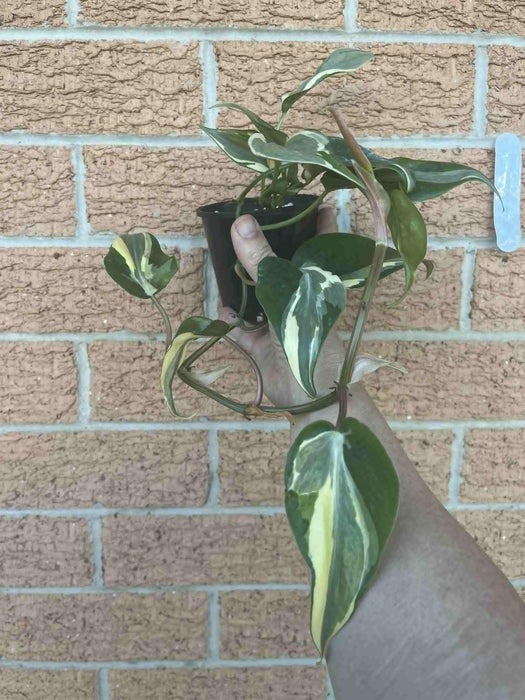 Clearance* Philodendron Rio