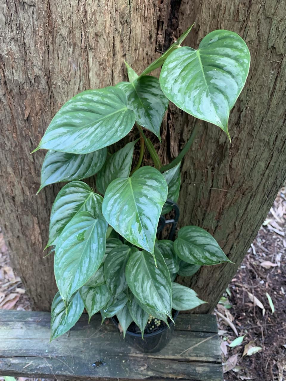Silver Plants