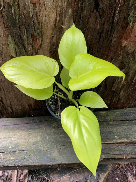 Philodendron warscewiczii GOLD all sizes
