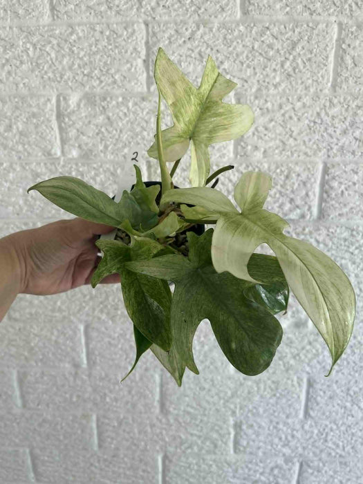 Philodendron Florida Ghost Multi-listing