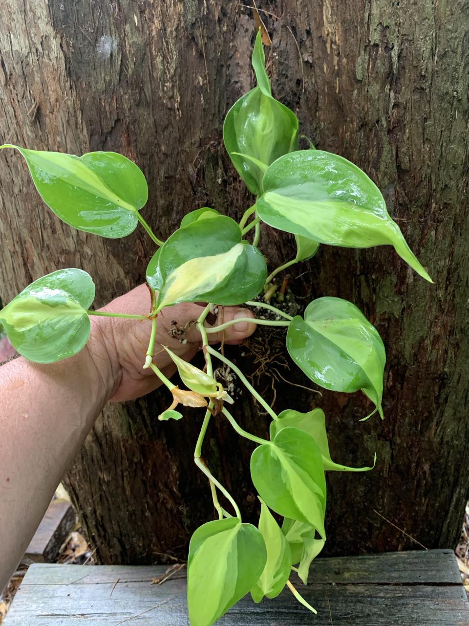 philodendron brasil for sale australia CLEARANCE Philodendron Brasil (Brazil) — Nursery 2 U