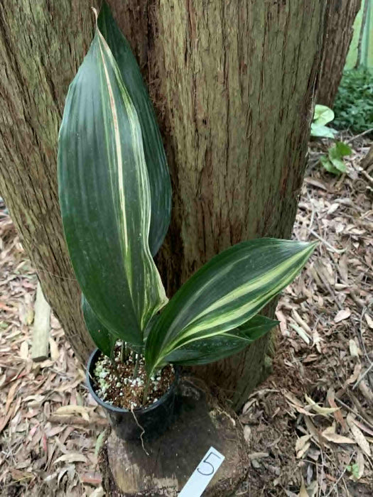 Aspidistra Variegated Cast Iron Plant Multi-listing