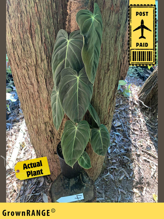 Philodendron Melanochrysum - Free Express Post