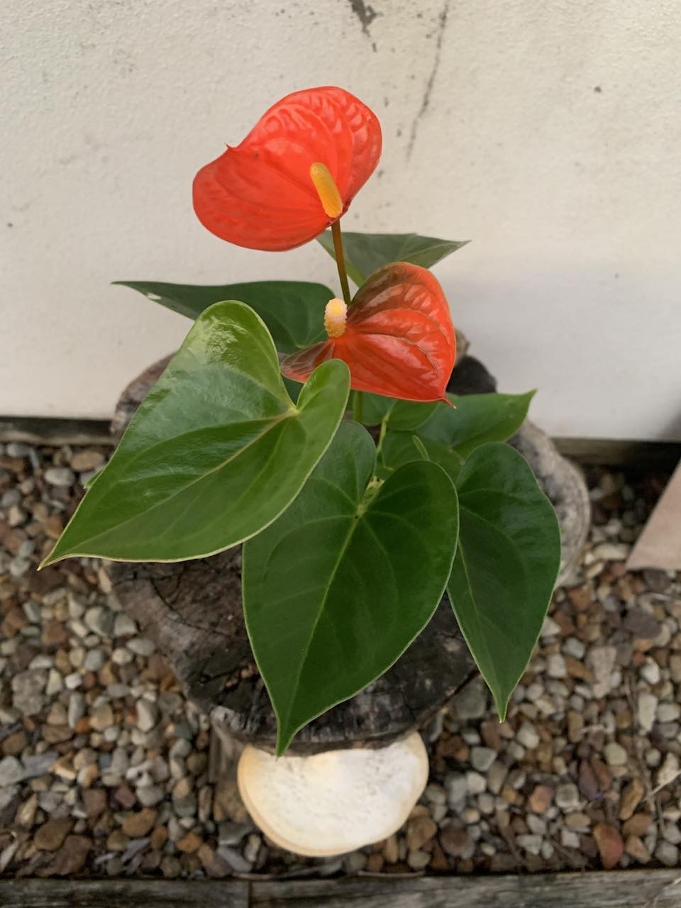 Anthurium Amalia Orange — Nursery 2 U
