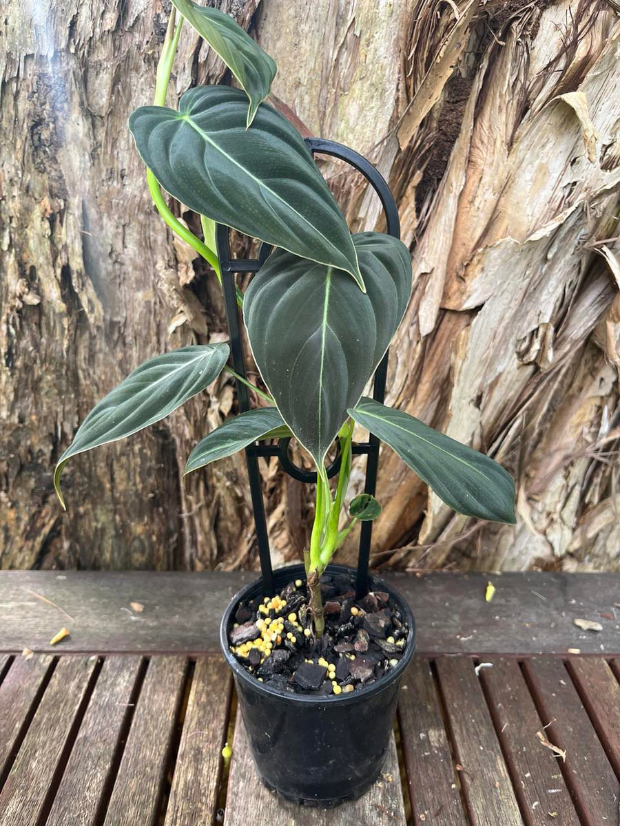 Philodendron Melanochrysum