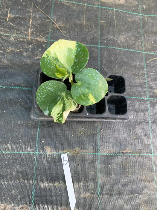 Peperomia Polybotrya Raindrops Variegated Multi-Listing