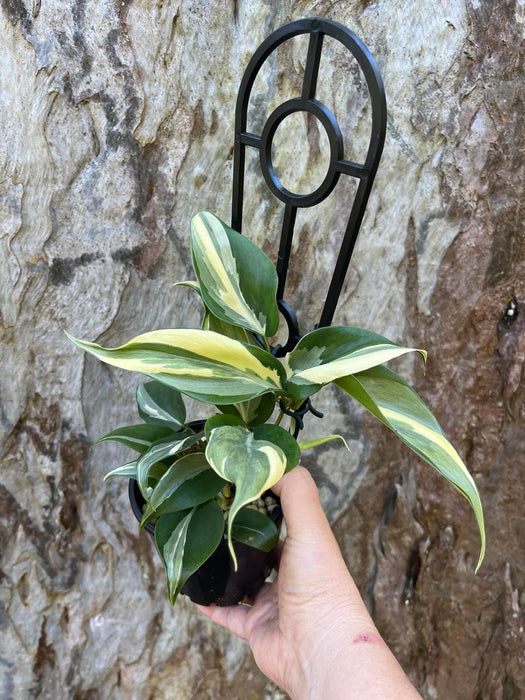 Philodendron Rio *