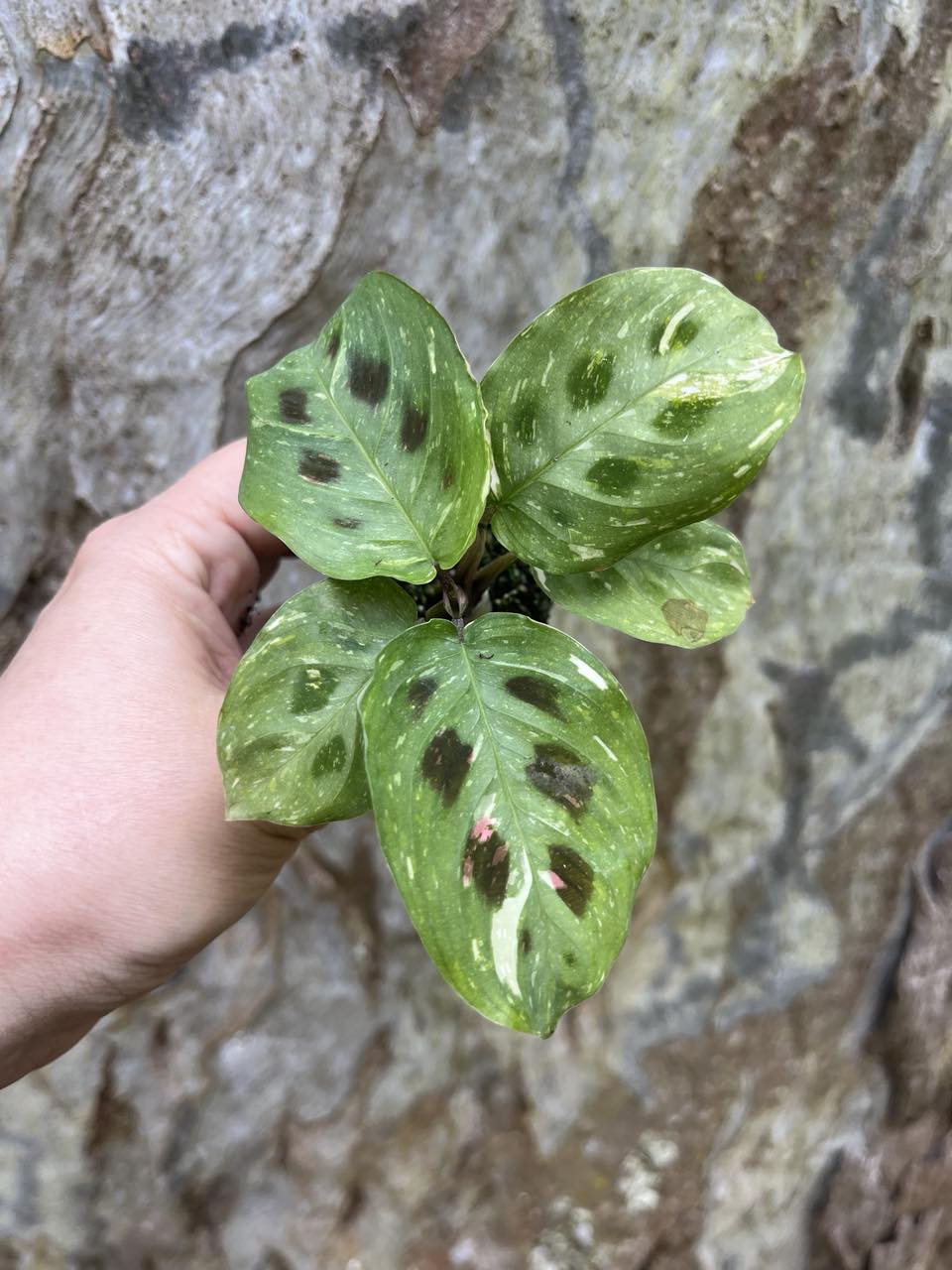 Clearance Maranta Variegated — Nursery 2 U