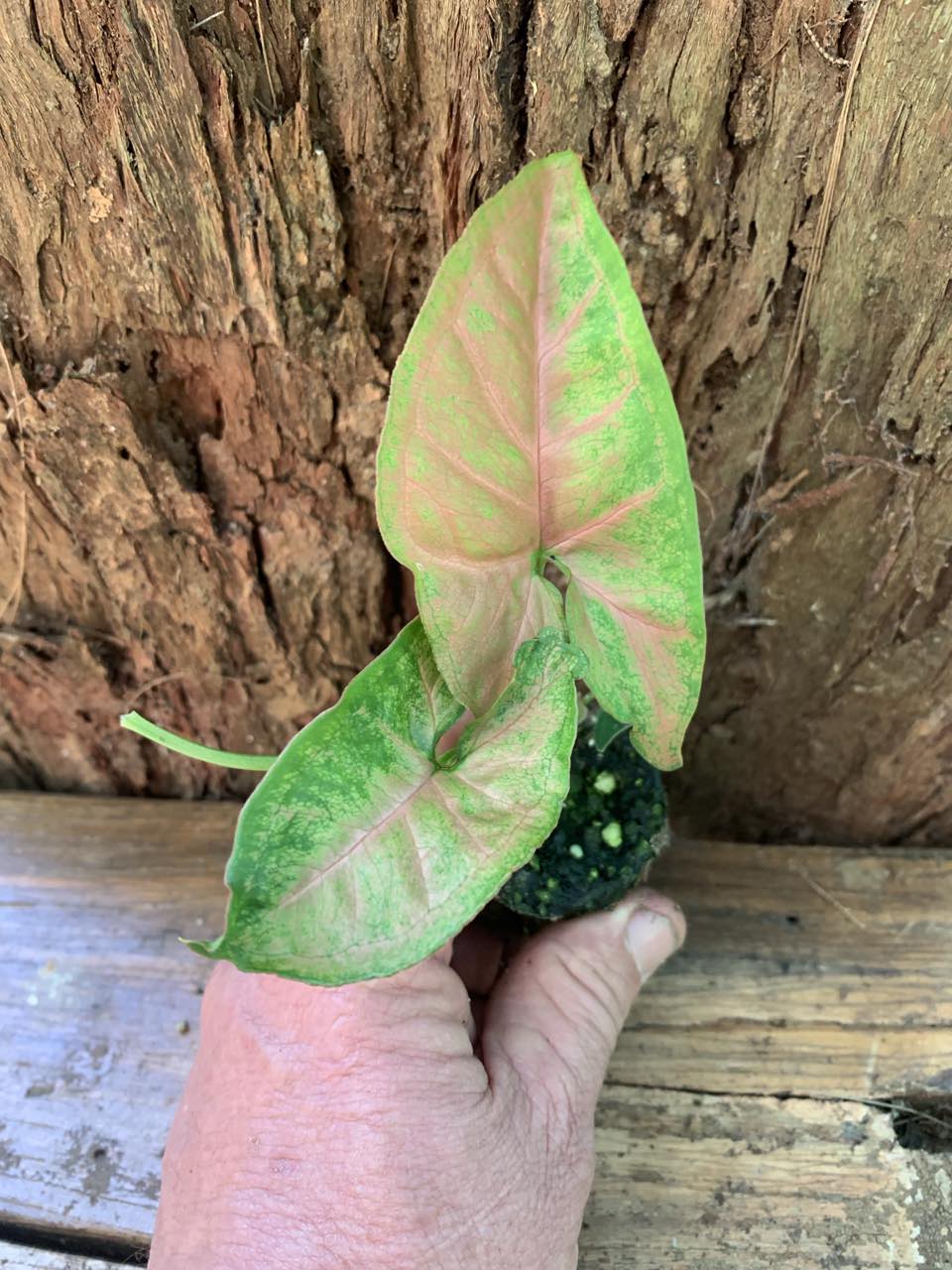 Syngoniums