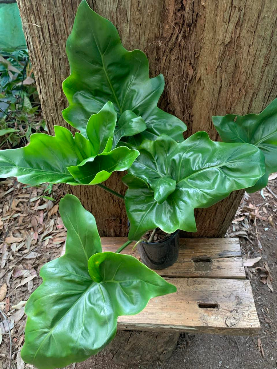 Philodendron Angela