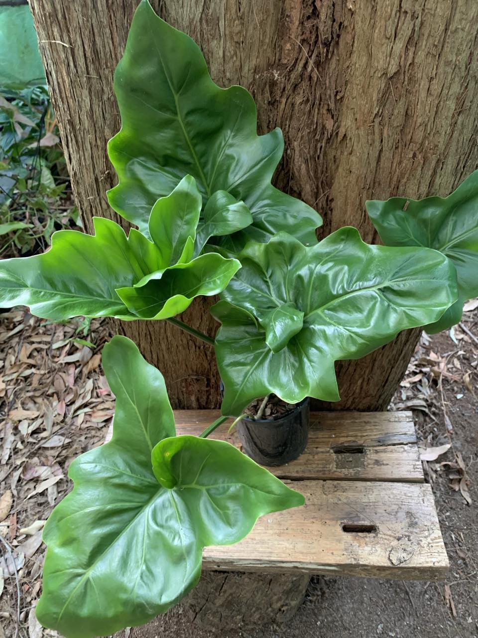 Top Plants For a Zen Santuary
