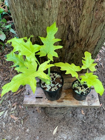 philodendron warszewiczii 'aurea flavum' Philodendron Warscewiczii GOLD "Aurea Flavum" — Nursery 2 U
