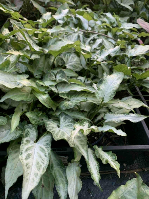 Jungle Box - Choose Plants