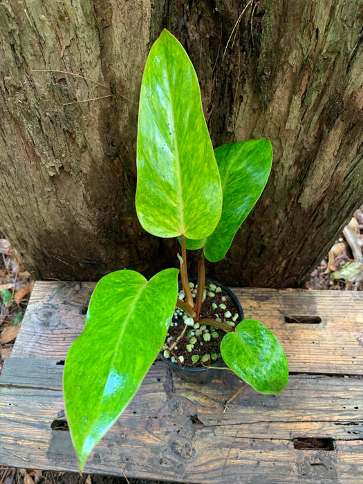 philodendron painted lady australia Philodendron Painted Lady — Nursery 2 U