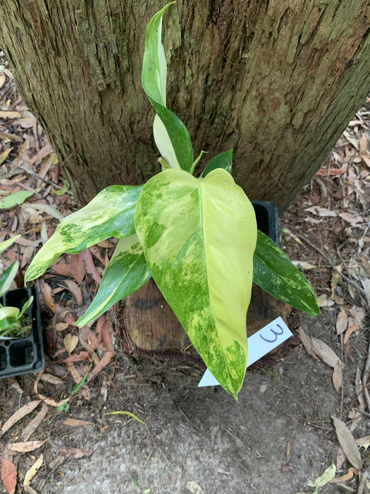 Philodendron Domesticum Multi-Plant Listing