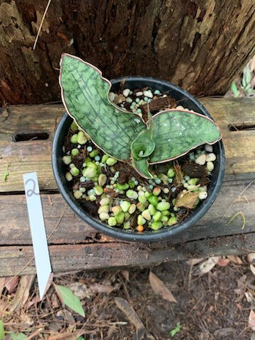Sansevieria Silver Blue "Kirkii"