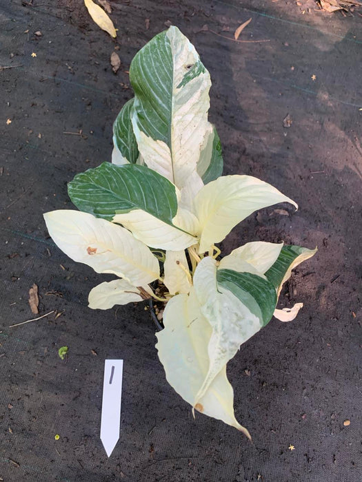 Spathiphyllum Picasso Peace Lily Multi Listing