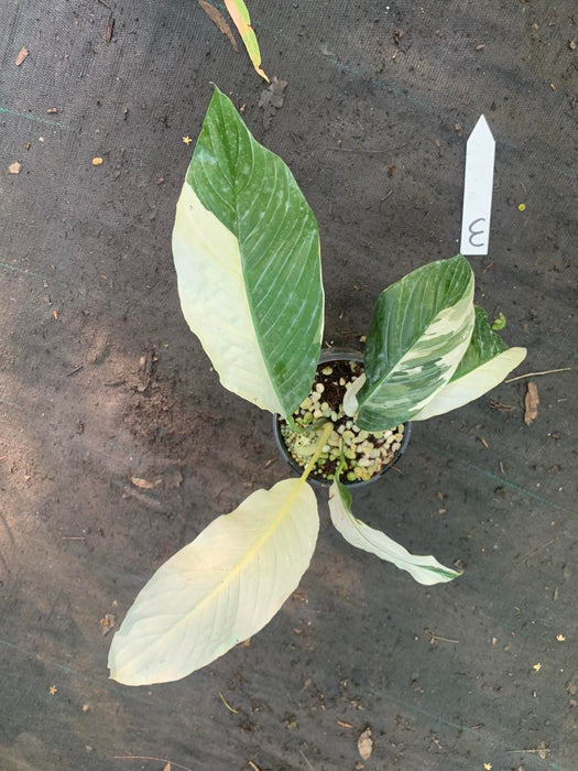 Spathiphyllum Picasso Peace Lily Multi Listing