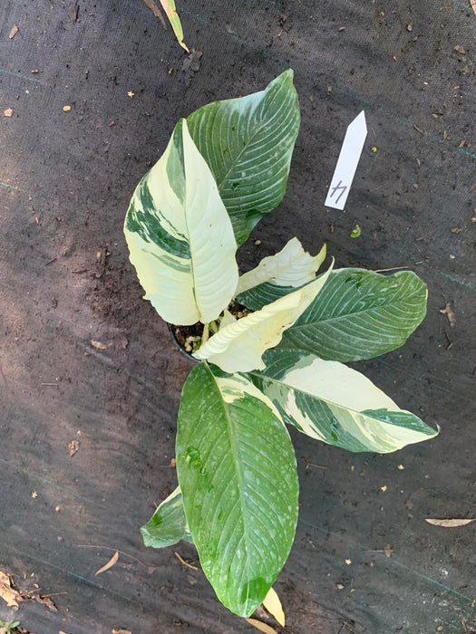 Spathiphyllum Picasso Peace Lily Multi Listing