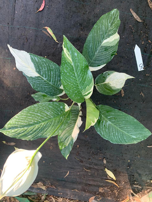 Spathiphyllum Picasso Peace Lily Multi Listing