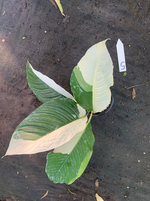 Spathiphyllum Picasso Peace Lily Multi Listing