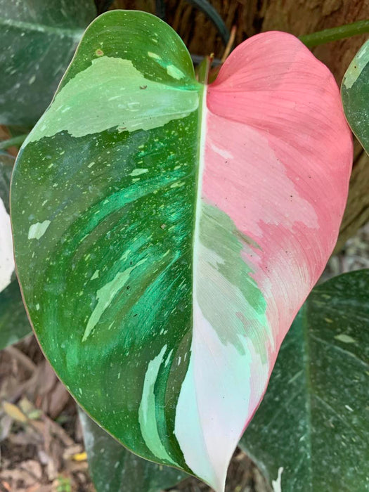 Philodendron White Princess with pink leaf