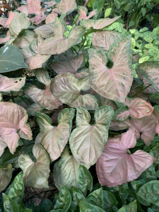 Jungle Box - Choose Plants