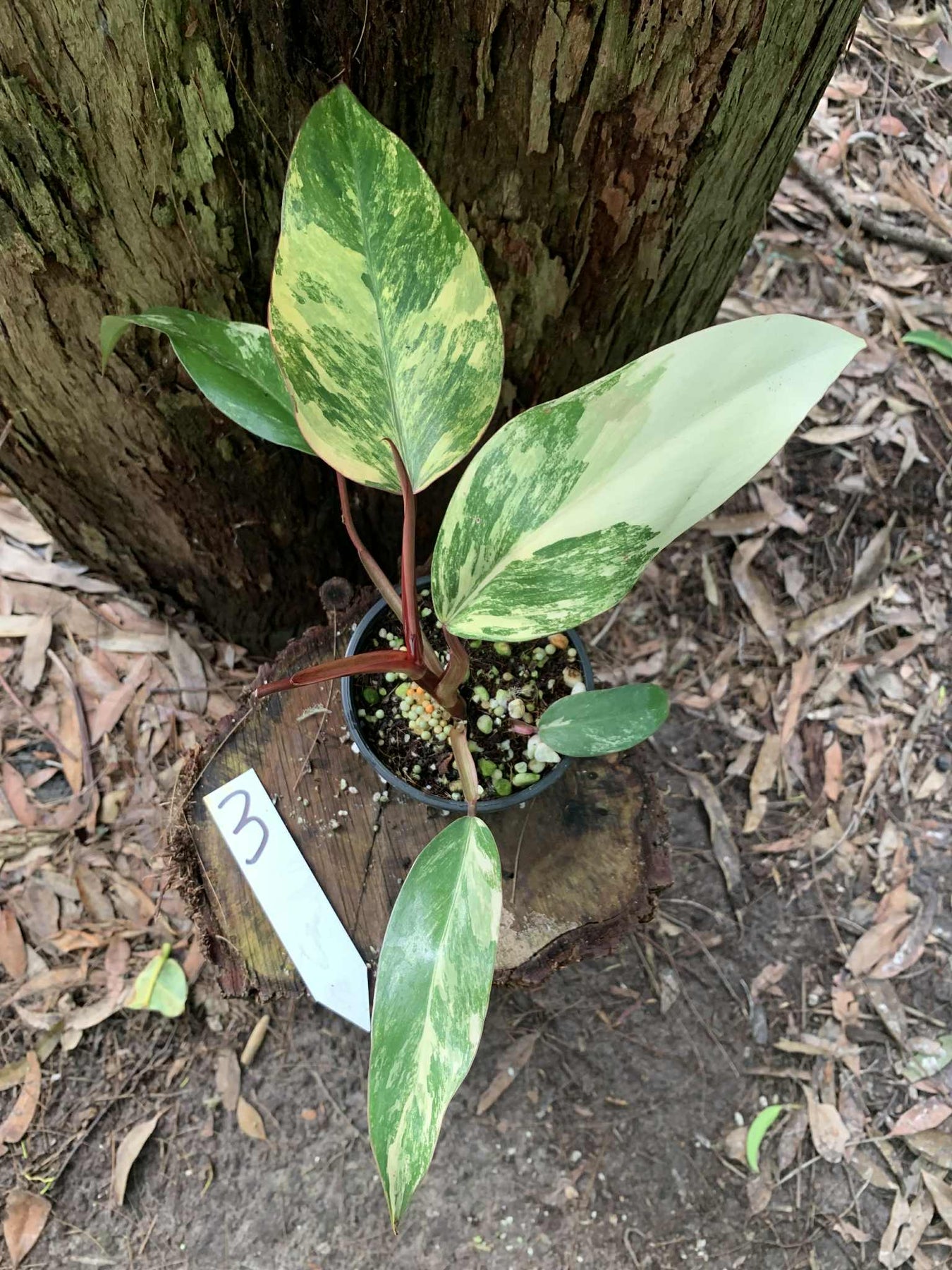 Philodendron Strawberry Shake