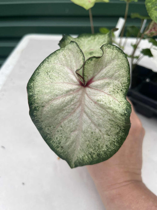 Caladium Peppermint