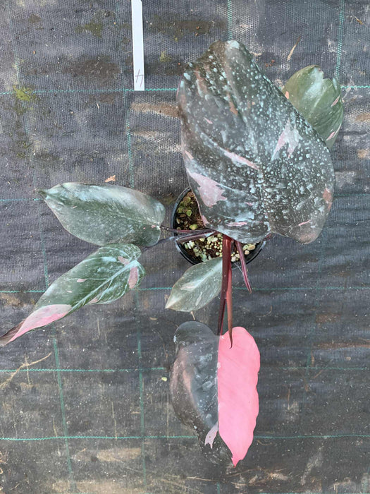 Philodendron Pink Princess #4
