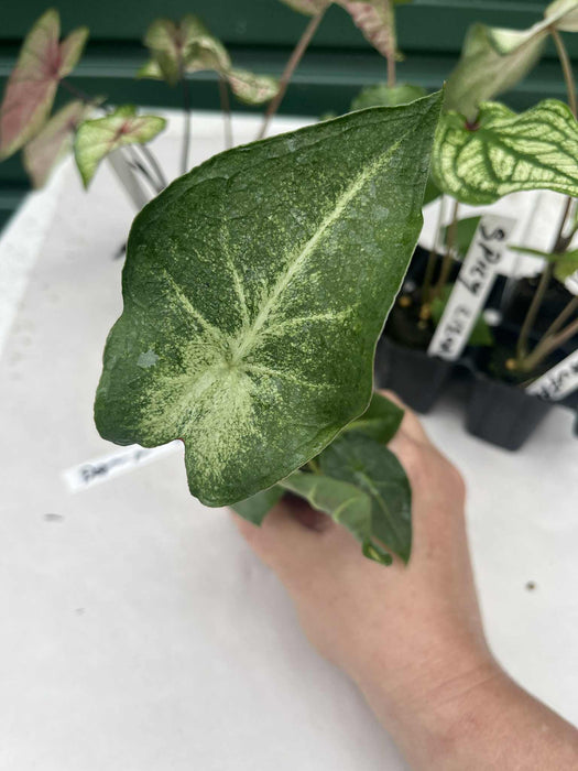 Caladium Dawn to Dusk