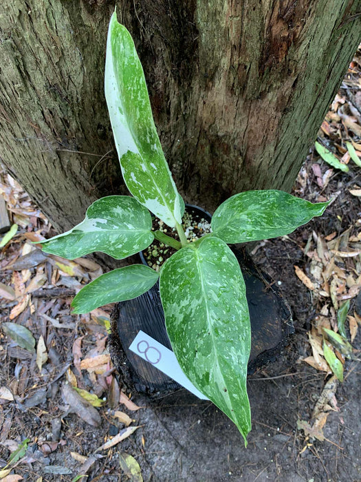 Philodendron Jose Buono Multi-listing
