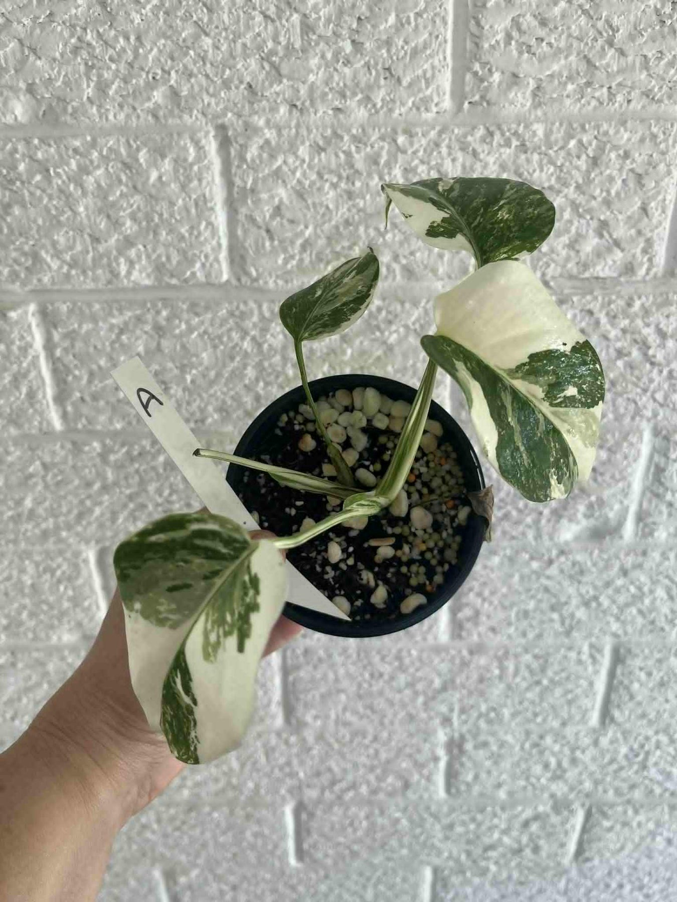 Monstera Plants