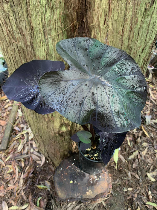 Colocasia Black Coral (Hi-shine variety)