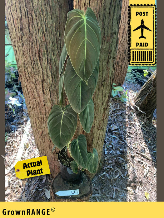 Philodendron Melanochrysum - Free Express Post