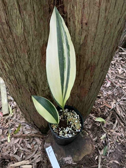 Aspidistra Variegated Cast Iron Plant Multi-listing