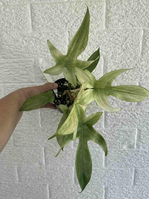 Philodendron Florida Ghost Multi-listing