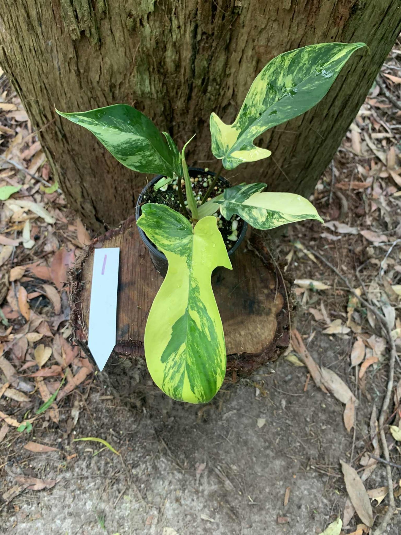 Philodendron Florida Beauty