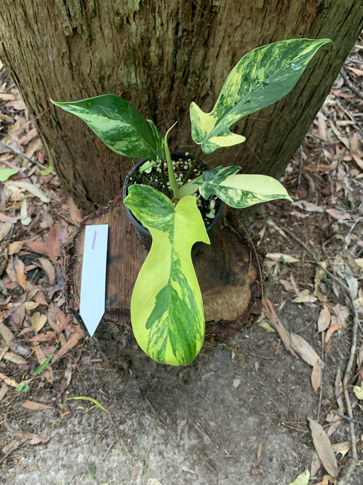 Philodendron Florida Beauty 1