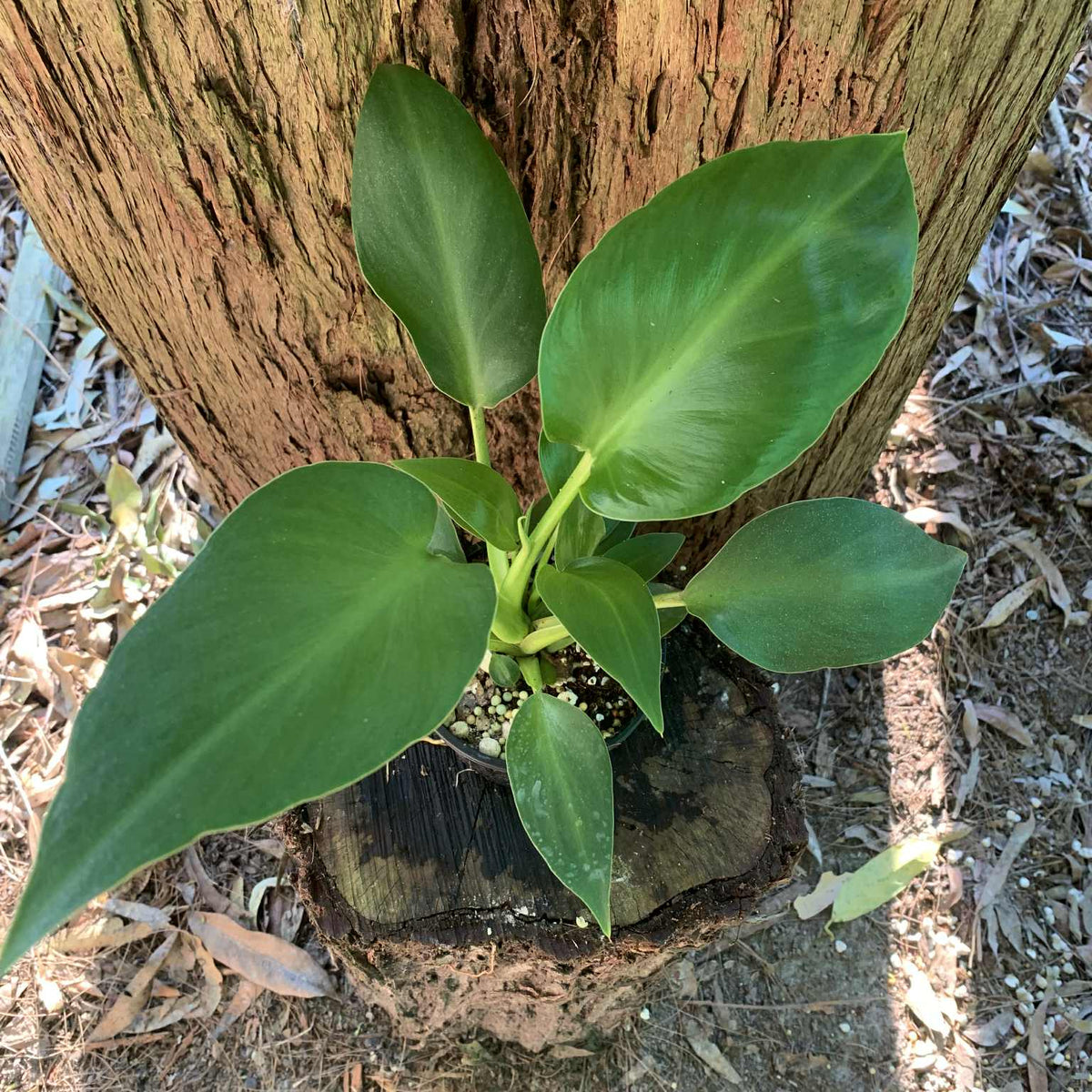 philodendron rugosum aberrant Philodendron Rugosum (aberrant form) — Nursery 2 U