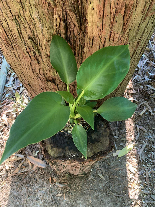 Philodendron Rugosum (aberrant form)