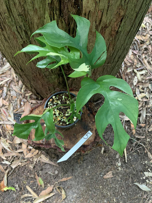 Variegated Mini Mon Raphidophora Tetrasperma Multi listing